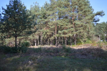 Działka budowlana * SPRZEDAŻ * Przyłęk* gm. Niwiska