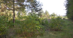 Działka budowlana * SPRZEDAŻ * Przyłęk* gm. Niwiska