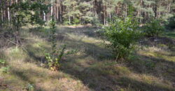 Działka budowlana * SPRZEDAŻ * Przyłęk* gm. Niwiska